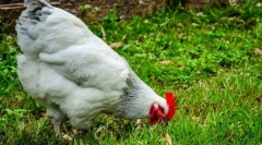 Kto z ptaków nie wie, jak latać?